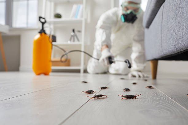 Affordable Pest Control solutions in Edina, MO